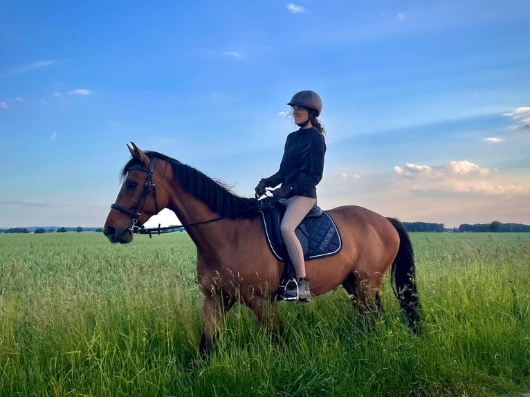 Duits sportpaard Ruin 12 Jaar 170 cm Bruin in Vechelde