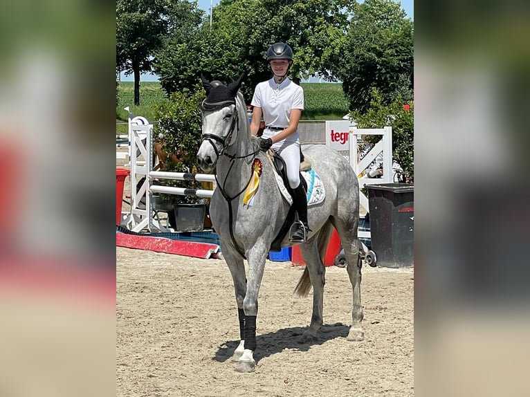 Duits sportpaard Ruin 12 Jaar 170 cm Schimmel in Egestorf- Döhle