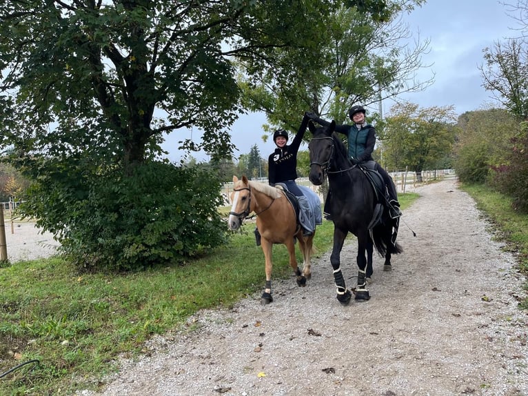 Duits sportpaard Ruin 12 Jaar 170 cm Zwartbruin in Gräfelfing