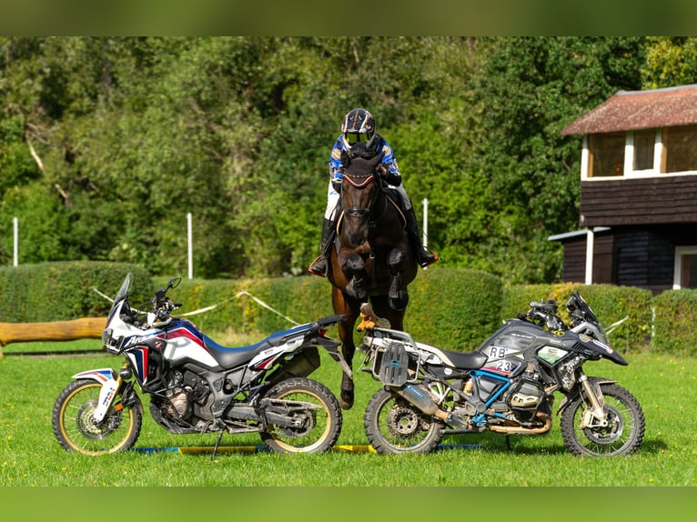 Duits sportpaard Ruin 12 Jaar 171 cm Donkerbruin in Borsdorf