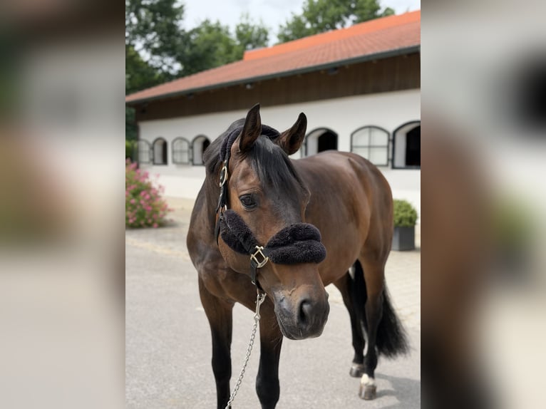 Duits sportpaard Ruin 12 Jaar 172 cm Donkerbruin in Niederaichbach
