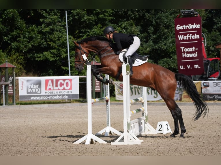 Duits sportpaard Ruin 12 Jaar 173 cm Bruin in Ostrau