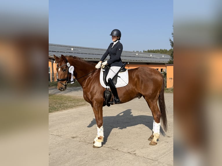 Duits sportpaard Ruin 12 Jaar 174 cm Donkere-vos in Berlin