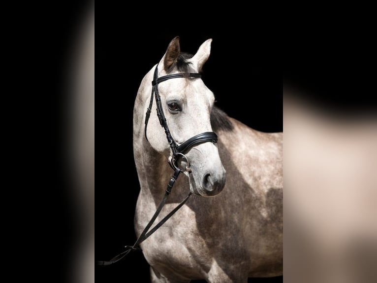 Duits sportpaard Ruin 12 Jaar 175 cm Schimmel in Artern