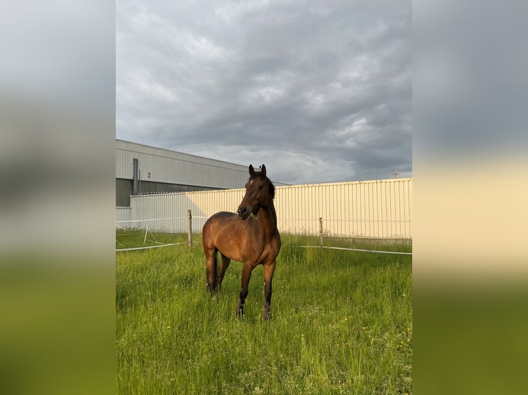 Duits sportpaard Ruin 12 Jaar 176 cm Bruin in Dettighofen