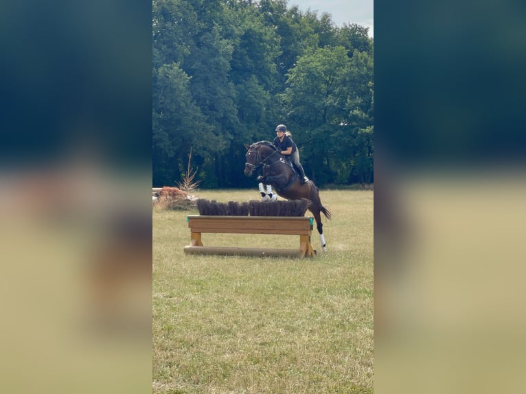 Duits sportpaard Ruin 12 Jaar 178 cm in Kamp-Lintfort