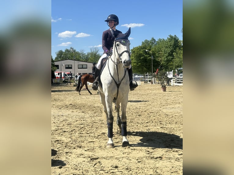 Duits sportpaard Ruin 12 Jaar 178 cm Schimmel in Buchen (Odenwald)Wald