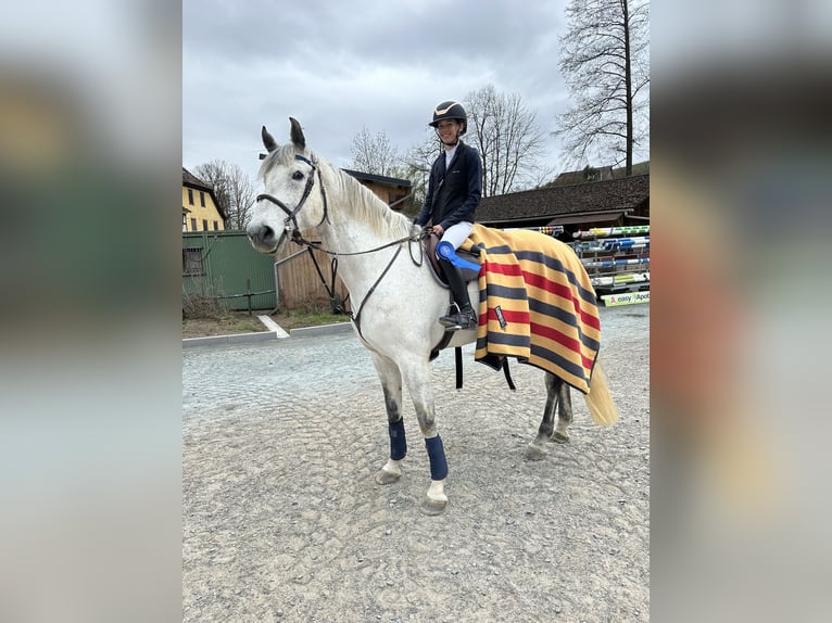 Duits sportpaard Ruin 12 Jaar 178 cm Schimmel in Buchen (Odenwald)Wald