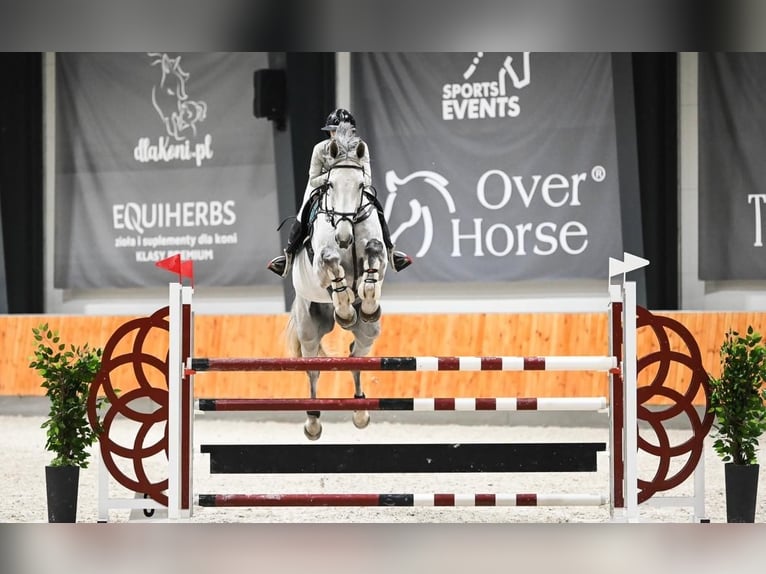 Duits sportpaard Ruin 12 Jaar 180 cm Schimmel in Kaulille