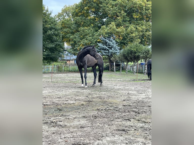 Duits sportpaard Ruin 12 Jaar 183 cm Donkerbruin in Neuruppin