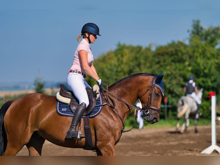 Duits sportpaard Ruin 13 Jaar 165 cm Bruin in Leisnig Duits sportpaard Ruin 13 Jaar 165 cm Bruin in Leisnig