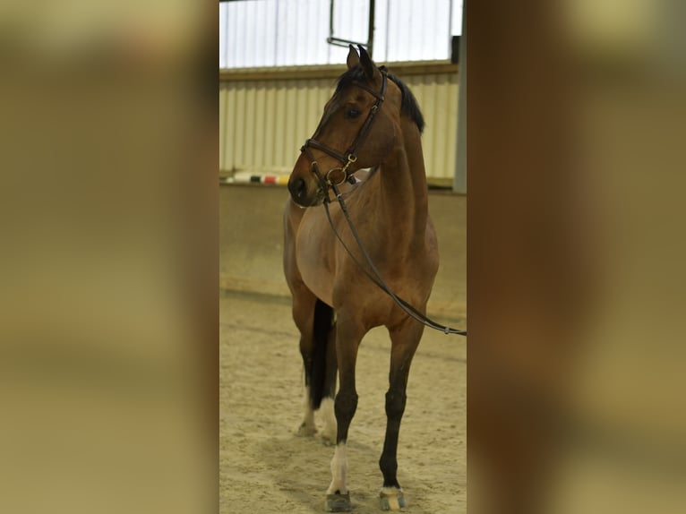 Duits sportpaard Ruin 13 Jaar 167 cm Bruin in Geilenkirchen