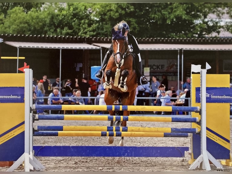 Duits sportpaard Ruin 13 Jaar 168 cm Bruin in Göttingen
