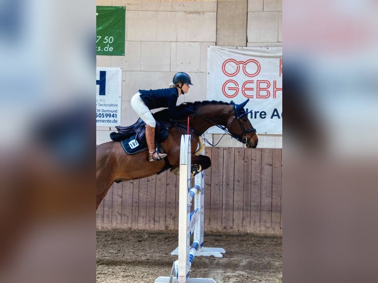 Duits sportpaard Ruin 13 Jaar 168 cm Bruin in Göttingen