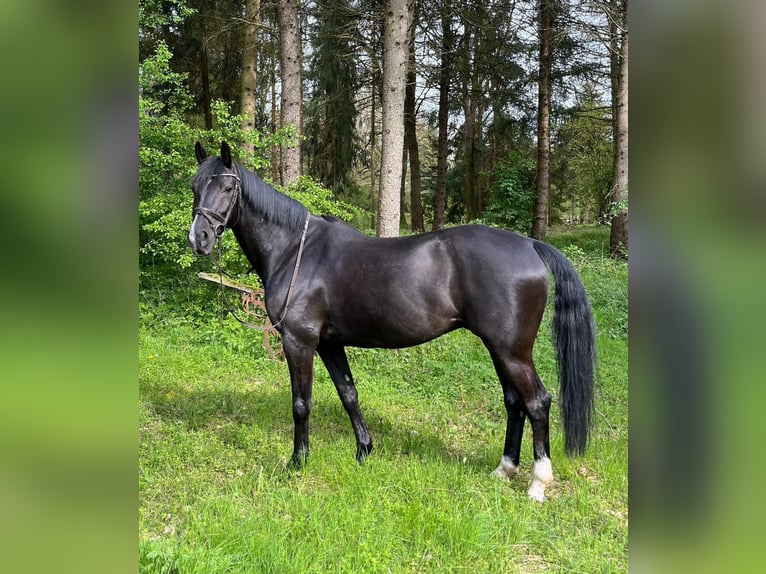 Duits sportpaard Ruin 13 Jaar 168 cm Zwart in Schmilau