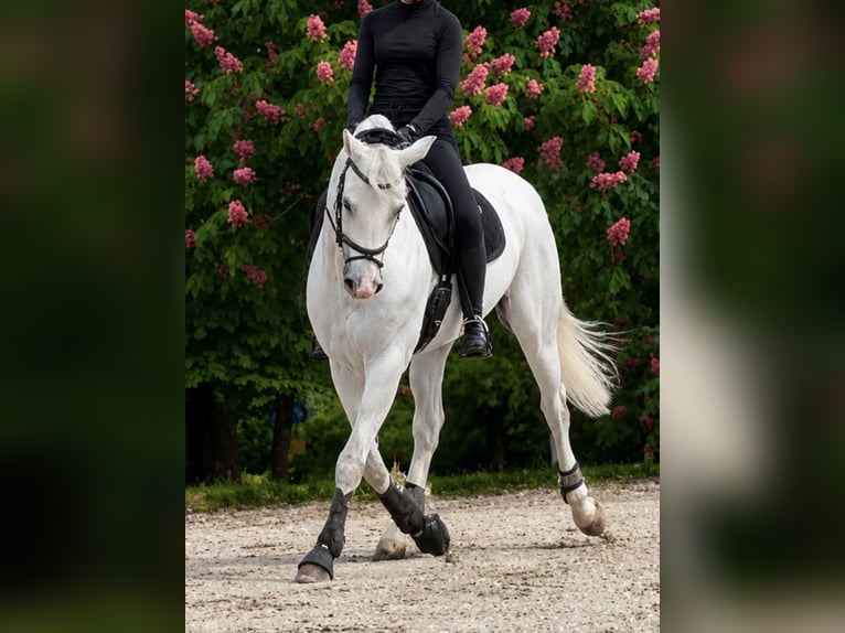 Duits sportpaard Ruin 13 Jaar 170 cm Schimmel in Ravensburg