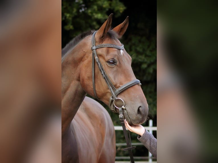 Duits sportpaard Mix Ruin 13 Jaar 171 cm Donkerbruin in Bottrop