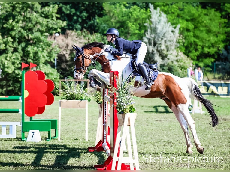 Duits sportpaard Ruin 13 Jaar 174 cm Gevlekt-paard in Schönhausen (Elbe)