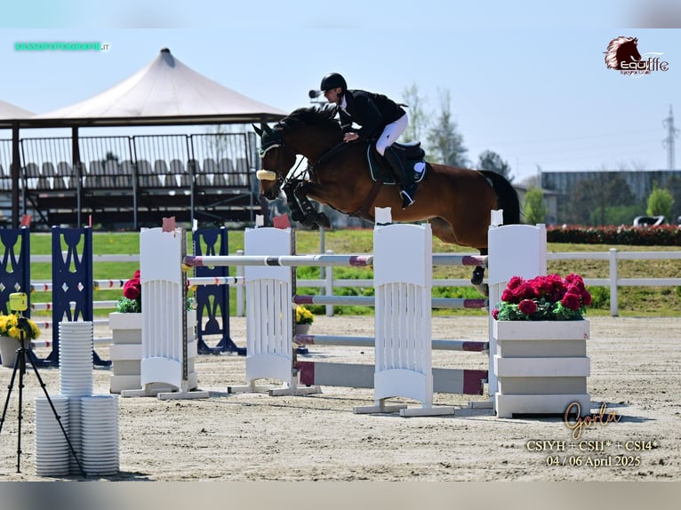 Duits sportpaard Ruin 13 Jaar 175 cm Bruin in Ortenberg