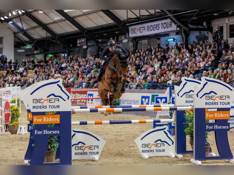 Duits sportpaard Ruin 13 Jaar 175 cm Bruin in Ortenberg