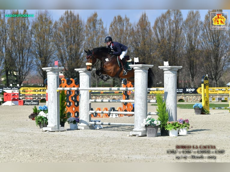 Duits sportpaard Ruin 13 Jaar 175 cm Bruin in Ortenberg