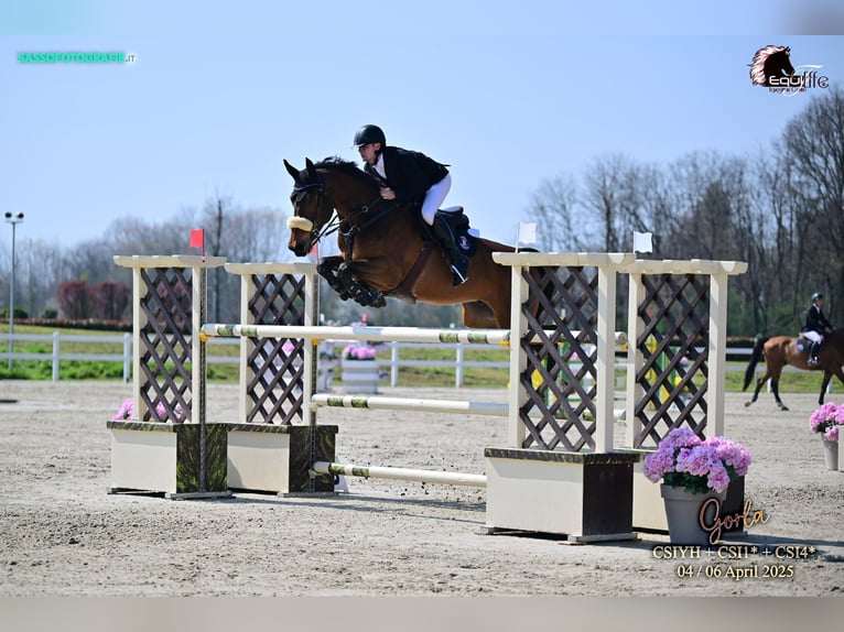 Duits sportpaard Ruin 13 Jaar 175 cm Bruin in Ortenberg