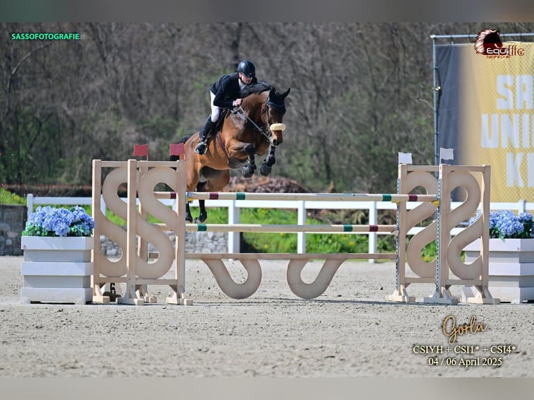 Duits sportpaard Ruin 13 Jaar 175 cm Bruin in Ortenberg