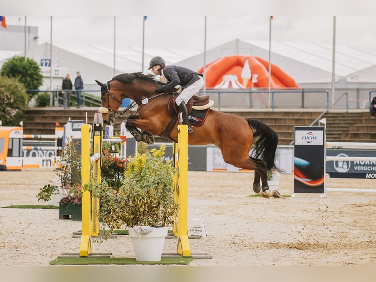 Duits sportpaard Ruin 13 Jaar 175 cm Bruin in Ortenberg