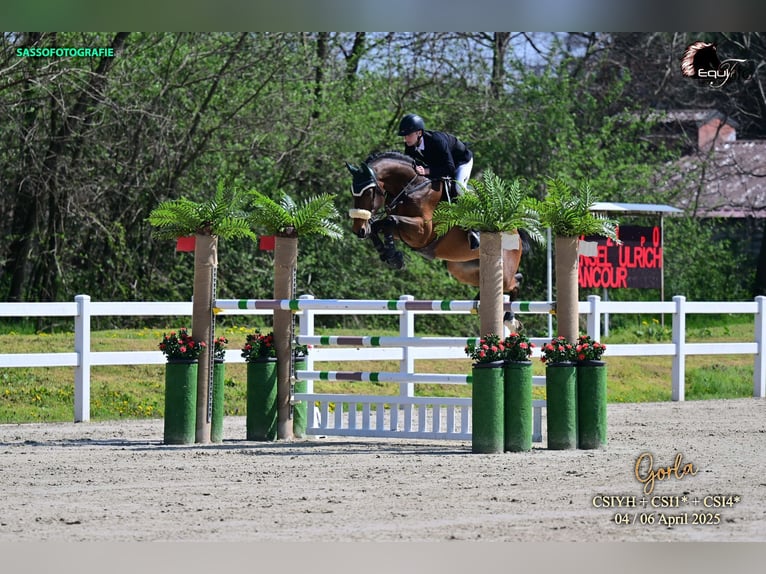 Duits sportpaard Ruin 13 Jaar 175 cm Bruin in Ortenberg