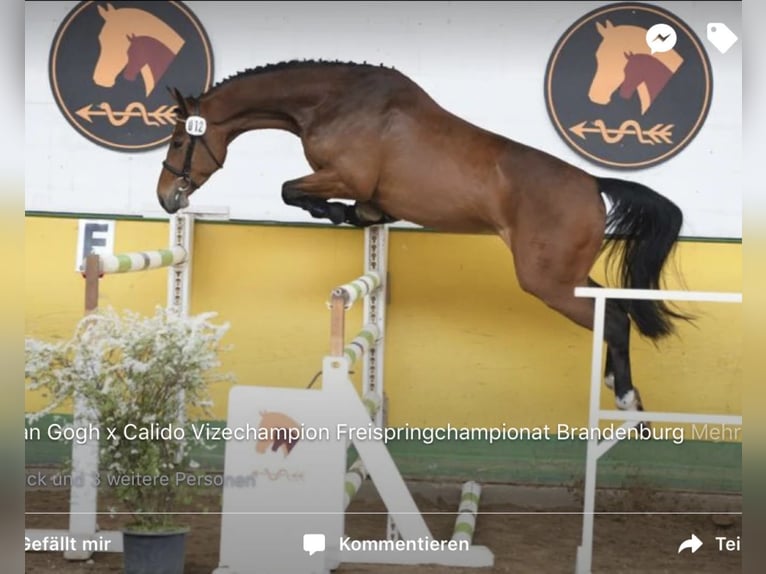 Duits sportpaard Ruin 13 Jaar 175 cm Bruin in Ortenberg