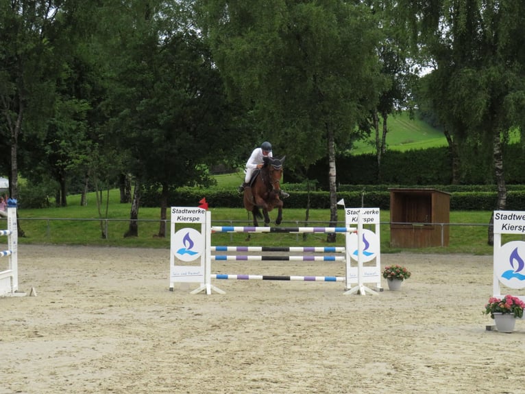 Duits sportpaard Ruin 13 Jaar 185 cm Bruin in Siegen