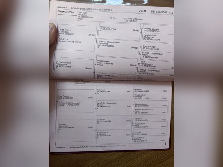 Duits sportpaard Ruin 14 Jaar 168 cm Vos in Langenenslingen