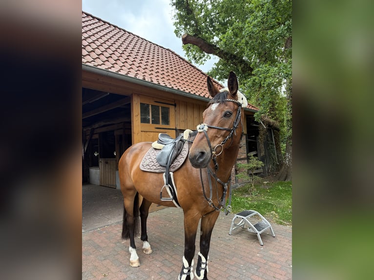Duits sportpaard Ruin 14 Jaar 170 cm Bruin in RastedeR