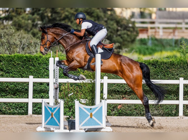Duits sportpaard Ruin 14 Jaar 170 cm Roodbruin in Madrid Duits sportpaard Ruin 14 Jaar 170 cm Roodbruin in Madrid