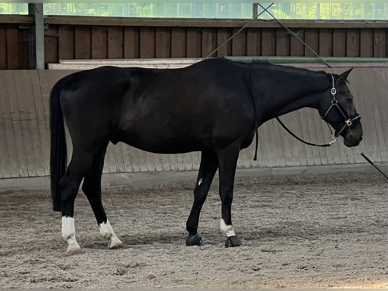 Duits sportpaard Mix Ruin 14 Jaar 172 cm Zwart in M&#xFC;hlenbeck