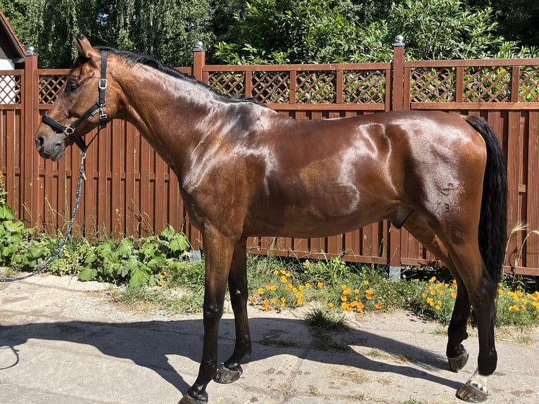 Duits sportpaard Ruin 14 Jaar 173 cm Bruin in Lunzenau