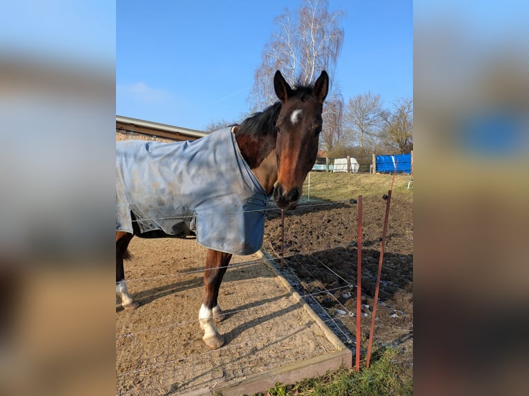 Duits sportpaard Ruin 14 Jaar 174 cm Bruin in Duingen