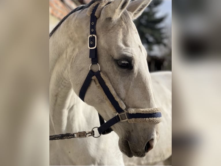 Duits sportpaard Ruin 14 Jaar 178 cm Schimmel in Metzingen