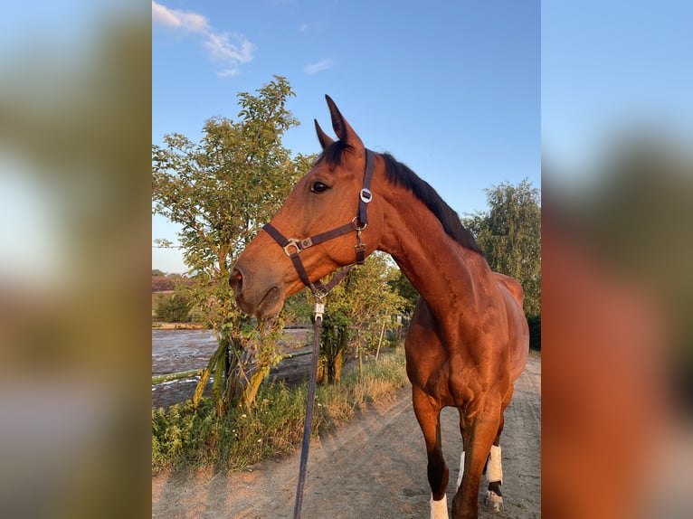 Duits sportpaard Ruin 14 Jaar 187 cm Bruin in Berlin