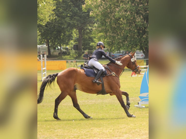 Duits sportpaard Ruin 14 Jaar 187 cm Bruin in Berlin