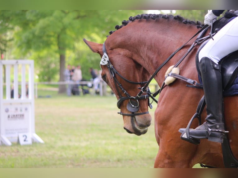 Duits sportpaard Ruin 14 Jaar 187 cm Bruin in Berlin
