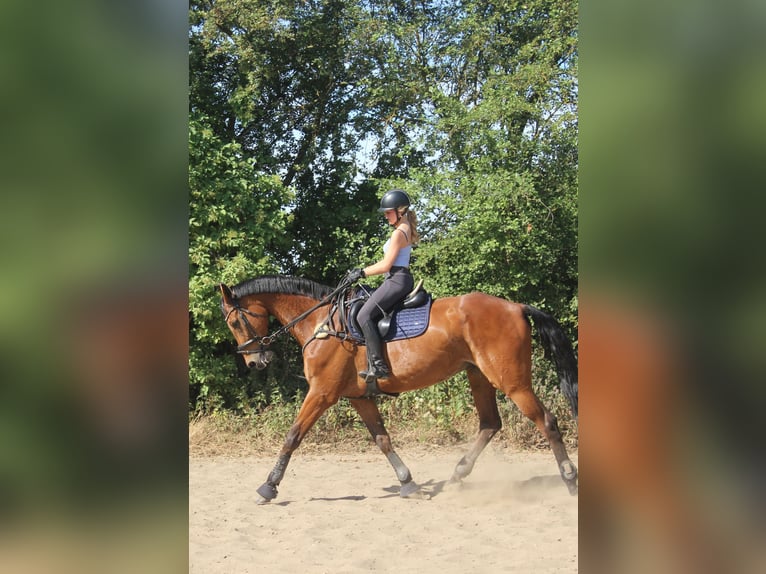 Duits sportpaard Ruin 14 Jaar 187 cm Bruin in Berlin