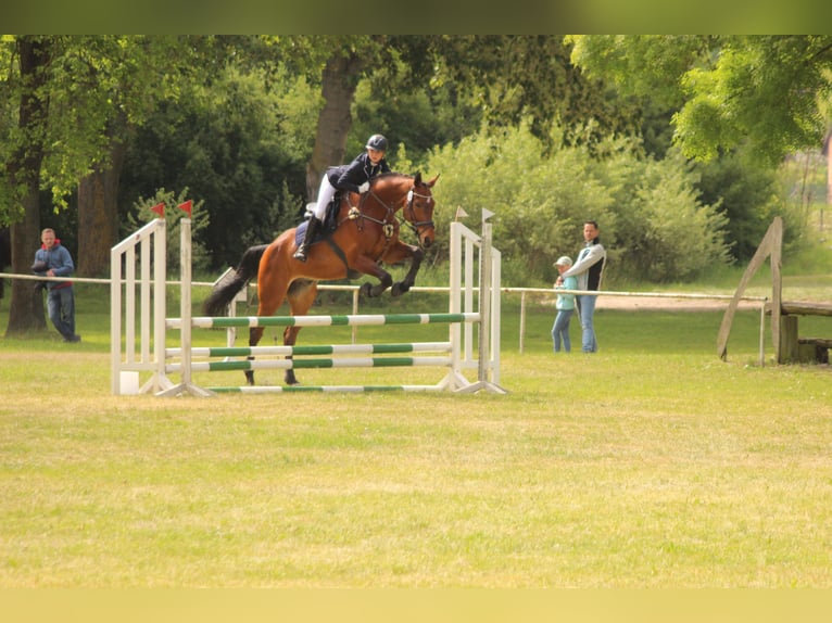 Duits sportpaard Ruin 14 Jaar 187 cm Bruin in Berlin