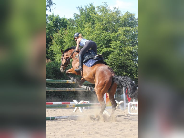 Duits sportpaard Ruin 14 Jaar 187 cm Bruin in Berlin