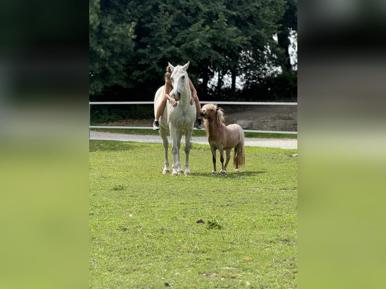 Duits sportpaard Ruin 15 Jaar 164 cm Vliegenschimmel in Lage