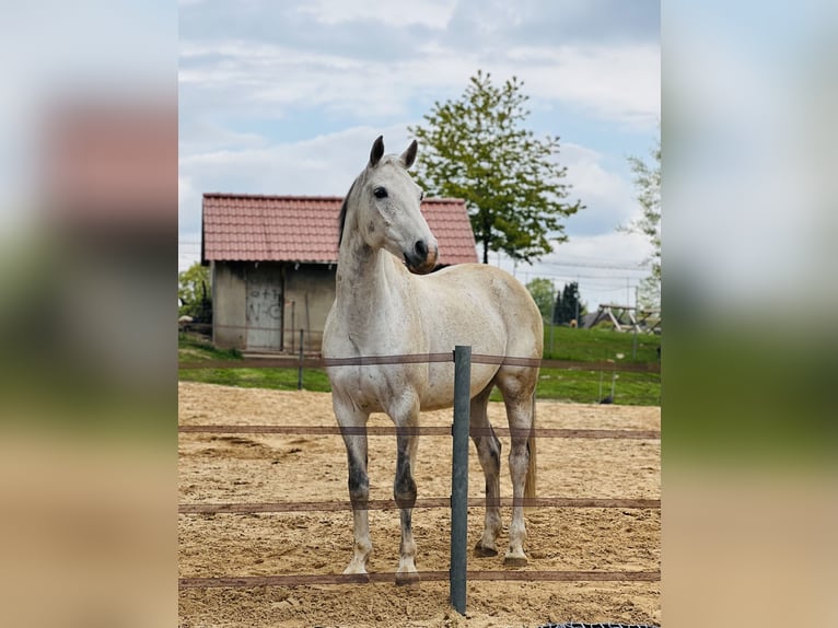 Duits sportpaard Ruin 15 Jaar 164 cm Vliegenschimmel in Lage