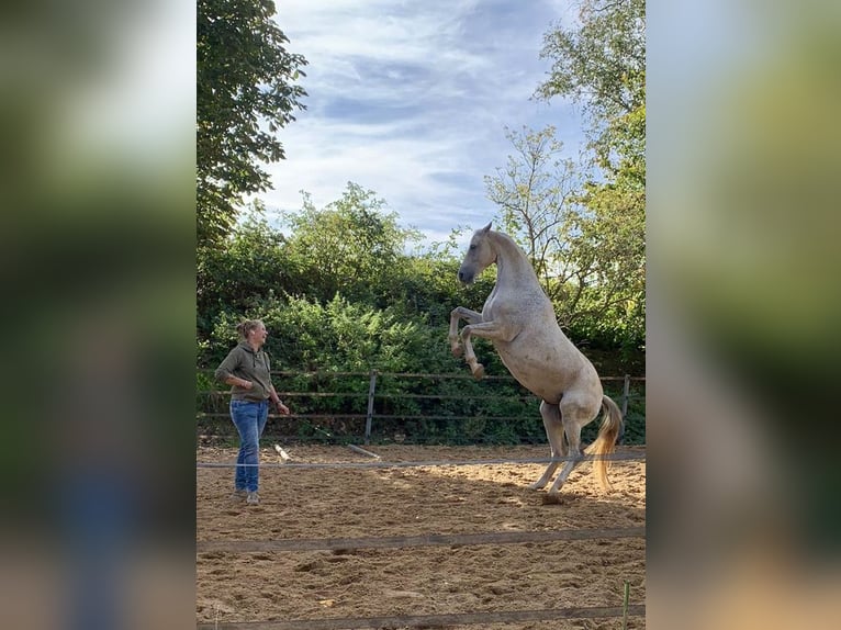 Duits sportpaard Ruin 15 Jaar 164 cm Vliegenschimmel in Lage