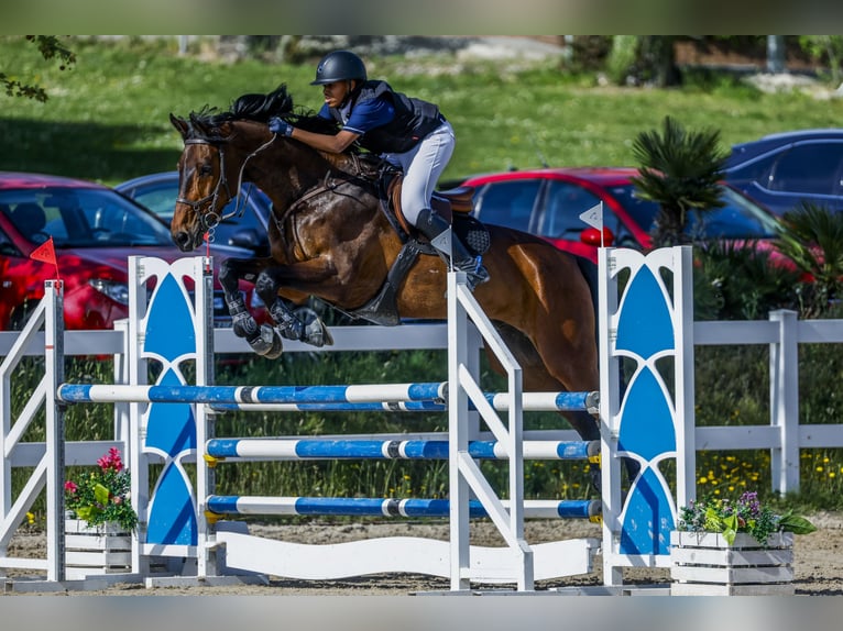 Duits sportpaard Ruin 15 Jaar 170 cm Roodbruin in Madrid