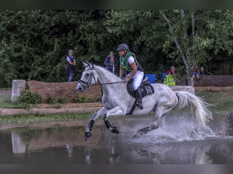 Duits sportpaard Ruin 15 Jaar 170 cm Schimmel in Hajen