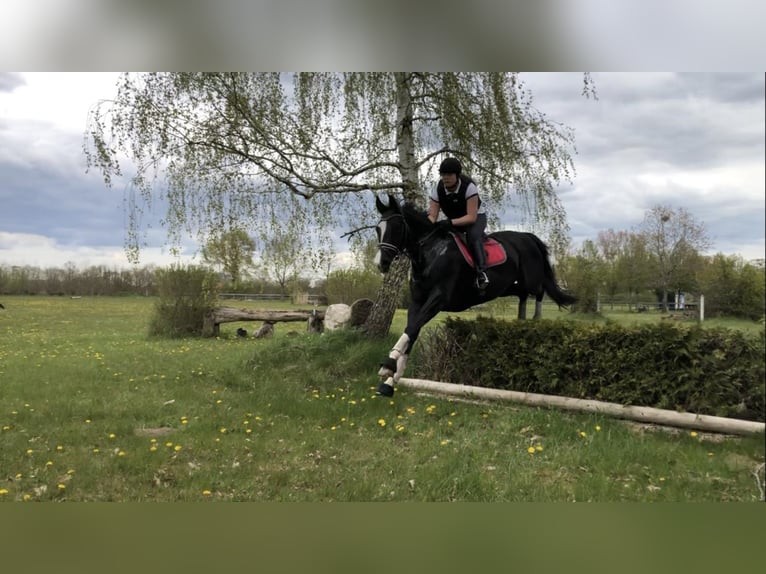 Duits sportpaard Ruin 15 Jaar 170 cm Zwart in Bargstedt